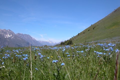 La Salette - myosotis