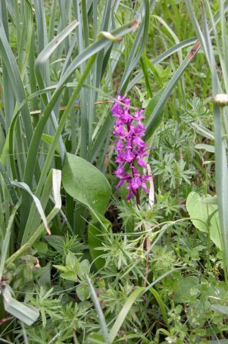 orchis moucheron 1 1600x1200